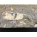 Protocallianassa antiqua Protocallianassa antiqua